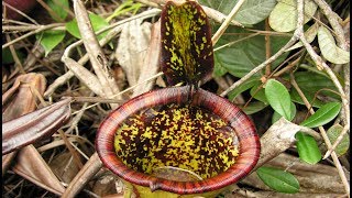 The Discovery of Nepenthes attenboroughii [upl. by Ettenom]