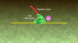 Mechanism of Action Macrolides [upl. by Aneetak848]