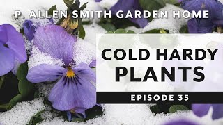 Cold Hardy Plants Pansies amp Violas  P Allen Smith 2019 [upl. by Elboa237]