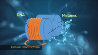 Histone Modification [upl. by Eerac844]