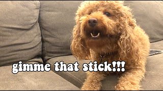 Miniature poodle barking GIMME THAT STICK funny [upl. by Anesusa]