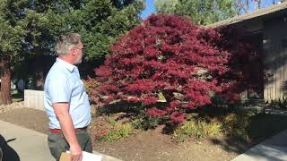 Laceleaf Japanese Maple Acer palmatum Dissectum [upl. by Einnep459]