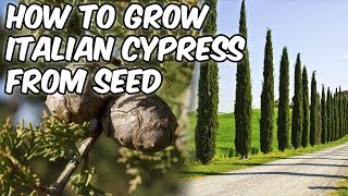 How To Grow Italian Cypress From SeedMediterranean CypressPencil Pine [upl. by Ailedroc]