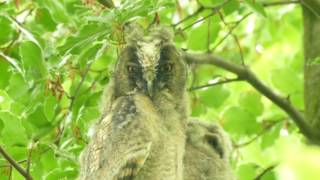 Vroege Vogels  Jonge ransuilen overdag en in de nacht [upl. by Evilc]