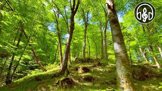 Spring mountain forest Relaxing birdsong for relaxation meditation and sleep [upl. by Matty]