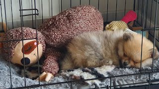 8 Week Old Pomeranian Puppy  FIRST WEEK AT HOME [upl. by Liebman359]