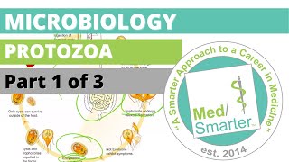 Protozoa  Microbiology  USMLE STEP 1  Part 1 of 3 [upl. by Yuhas]