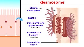 Types of Tissue Part 1 Epithelial Tissue [upl. by Agate581]