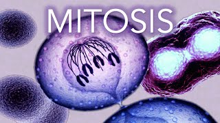 MITOSIS  MADE SUPER EASY  ANIMATION [upl. by Ilenna]