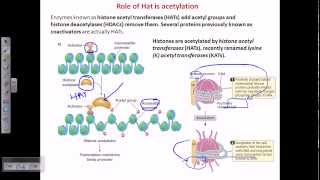 Histone acetylation [upl. by Natsreik]