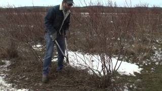 Pruning Blueberries [upl. by Jacobah546]