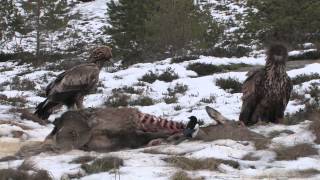 Whitetailed Eagle and Golden Eagle [upl. by Uta]