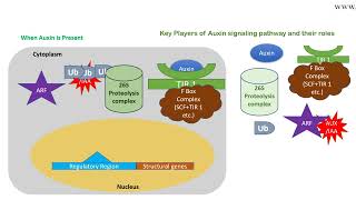 Auxin signaling pathway animation [upl. by Treble]