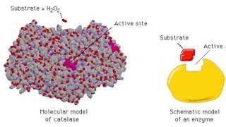 The Enzyme Catalase and How It Works [upl. by Mcginnis]