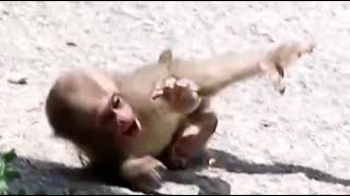 Baby monkey big jump but landing failed [upl. by Zales]