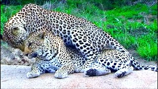 Leopard Mating  Honeymoon Leopard Couple Caught In Action At Serengeti National Park [upl. by Nodnarbal]