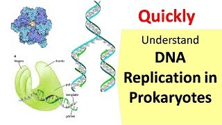 DNA Replication in Prokaryotes [upl. by Faun]