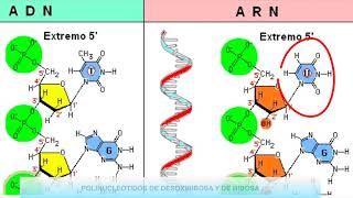 Nucleótidos ADN y ARN  4eso [upl. by Shulem]