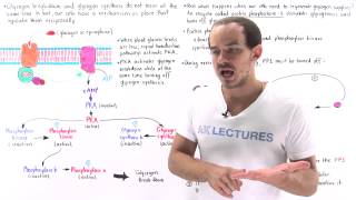 Reciprocal Regulation of Glycogen Metabolism [upl. by Asa]