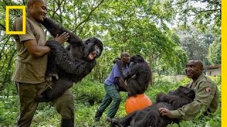 Young Orphaned Gorillas See Their Adorable Bond With Park Rangers  National Geographic [upl. by Dirfliw]