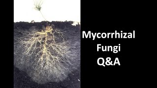 Do You Need to Buy or Gather Mycorrhizal Fungi [upl. by Cloutman898]