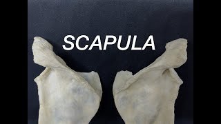 SCAPULA  GENERAL FEATURES AND ATTACHMENTS [upl. by Lad]