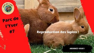 REPRODUCTION DES LAPINS [upl. by Wasserman]