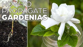 Propagating Gardenia  The Easy Method [upl. by Nevar972]