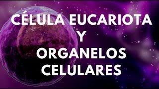 CÉLULA EUCARIOTA Y ORGANELOS CELULARES [upl. by Gunther561]