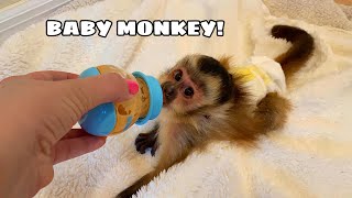 NEW BABY MONKEY AT MY HOUSE WHERED HE COME FROM [upl. by Brook]