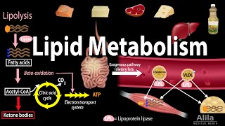 Lipid Fat Metabolism Overview Animation [upl. by Kristin]