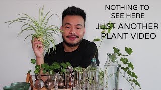 How To Propagate Houseplants From Cuttings  Indoor Plants [upl. by Asselem968]