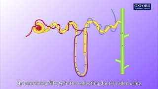 Animation E1 11 Ultrafiltration and reabsorption [upl. by Anaitsirhc834]