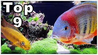 Top 9 Best Cichlids for Community Tanks [upl. by Fromma]