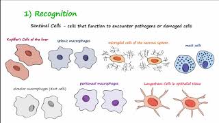 The Inflammatory Response [upl. by Anitsrhc41]