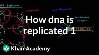 How DNA is replicated 1 [upl. by Milks]