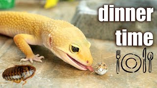 LEOPARD GECKO FEEDING TIME 🍽 [upl. by Yekcor333]