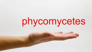 How to Pronounce phycomycetes  American English [upl. by Luane]