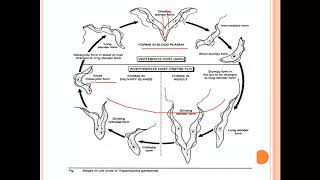 Trypanosoma gambiense life cycle [upl. by Macguiness]