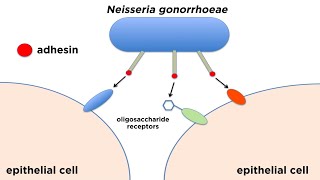 Bacterial Pathogenesis How Bacteria Cause Damage [upl. by Delogu847]