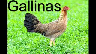 Gallinas Finas Seleccion Reproduccion Cria Razas Y Lineas [upl. by Ahsemac]