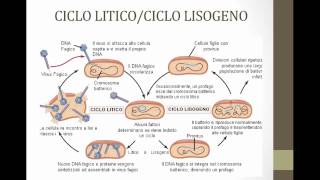 ciclo litico e ciclo lisogeno [upl. by Neerroc]