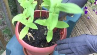 How to Transplant Zinnias Episode 1 [upl. by Noman348]