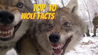 TOP 10 WOLF FACTS  EVERYTHING YOU EVER WANTED TO KNOW ABOUT WOLVES [upl. by Belle]