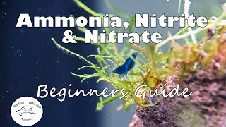 Ammonia Nitrite and Nitrate  Beginners Guide [upl. by Doughman509]