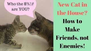 My Cat HATES my New Kitten  Help How to Introduce Cats [upl. by Lina]