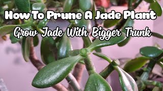 How To Prune And Propagate A Jade Plant  Get Thicker Trunk [upl. by Esilrahc]