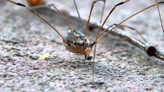 Spider Eating A Tick  1080p [upl. by Hatch]