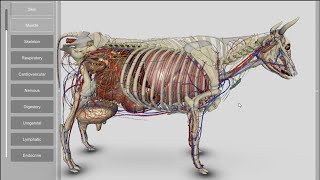 3D Bovine Anatomy v200a [upl. by Runkel717]