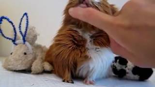 Guinea pig sounds purring and chutting chubbling  muttering [upl. by Ancel]